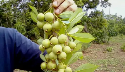 Festival da Guavira está com inscrições abertas para concurso gastronômico 'Novos Talentos'