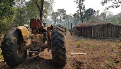 Trabalhador rural é atacado por enxame de abelhas e morre 