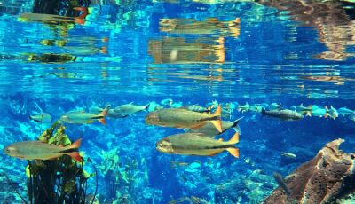 A Nascente Azul: Um Exemplo de Recuperação e Proteção Ambiental
