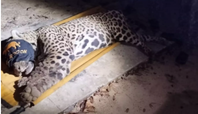 Onça que atacou e matou caseiro no Pantanal é capturada em MS