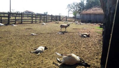 Cães matam 11 carneiros em propriedade rural de Bonito
