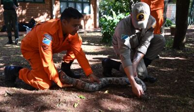 Na luta contra o fogo toda vida importa e Bombeiros aprimoram técnicas para resgate de animais  