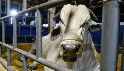 MS recebe status de área livre de aftosa, apto para ampliar mercados da carne