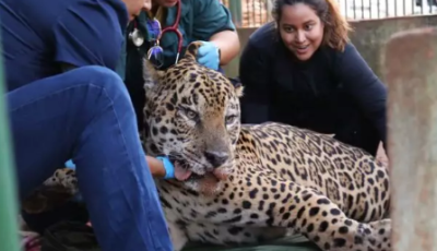 Onça-pintada capturada no Pantanal é transferida para área específica de fauna silvestre em SP