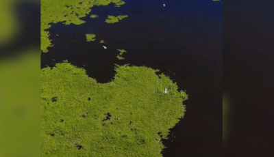 Imagens aéreas mostram pássaros sendo engolidos por imensidão do Pantanal
