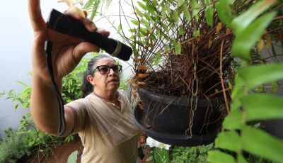 MS registra 4.796 casos confirmados de dengue
