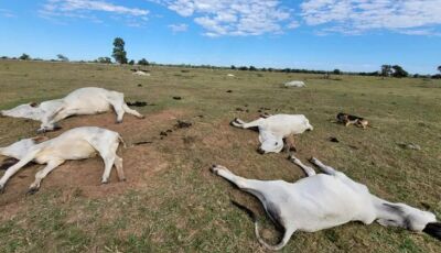 Proximidade de frio intenso renova alerta para risco de morte de animais por hipotermia