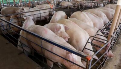 Com quase 300 granjas, suinocultura impulsiona economia de MS e vira referência nacional  