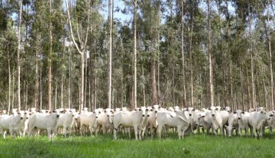 Campanha de vacinação contra brucelose reforça cuidados com saúde animal e humana em MS