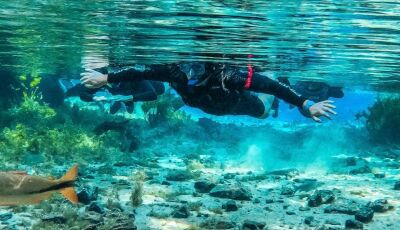 Um Tesouro de Bonito: Viva a Experiência da Nascente Azul