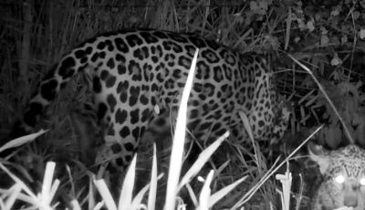 Onça Miranda, tratada pelo CRAS e depois solta na natureza, aparece com filhote no Pantanal