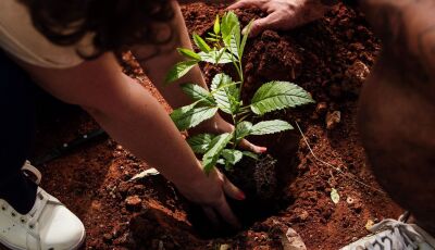 Plantando o futuro: Empresa de reflorestamento atua na recuperação de áreas degradadas em Bonito
