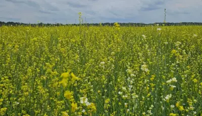 Visando diversificar safra agrícola, Governo posterga recolhimento do ICMS da carinata e outros 5  