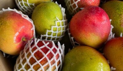 Cebola e manga seguem em queda, mas preços do melão e do tomate sobem em MS