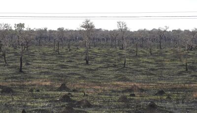 Com mais chuvas e baixas temperaturas, 1&ordm; semestre deste ano teve redução de 92,8% da área quei