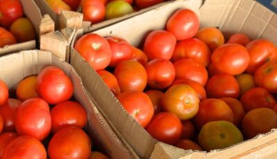 Preços da couve e do tomate 'despencam' na Ceasa-MS, mas frio encarece abobrinha