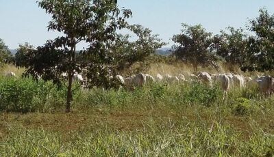 Mato Grosso do Sul sai na frente na captura de carbono e no desenvolvimento sustentável