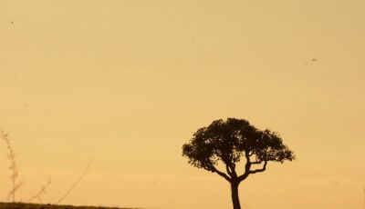 Estiagem prolongada e altas temperaturas elevam risco de incêndios florestais em Mato Grosso do Sul