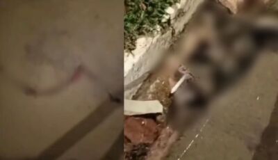Gato é encontrado morto com vela entre patas em MS