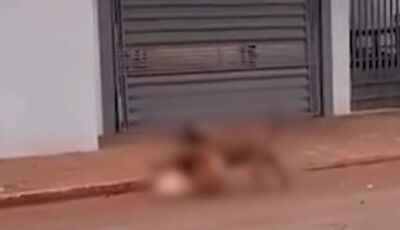 Pit bull foge de casa e mata cachorro da vizinha em MS
