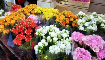 Finados: Procon de Mato Grosso do Sul encontra diferenças de preços de flores de até 194,12%