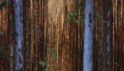 Base florestal em Mato Grosso do Sul deve crescer 40% até 2028