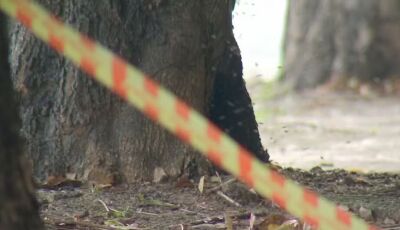 Trabalhador rural morre em ataque de abelhas em Mato Grosso do Sul