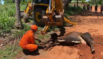 Vaca cai na fossa e mobiliza Bombeiros e Prefeitura em MS