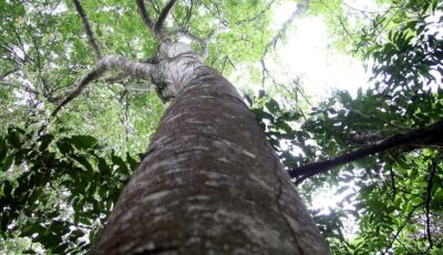 Habilitado para captar recursos de REDD+, MS vai estruturar mercado de carbono a partir de 2026