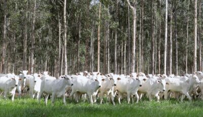 Produtores têm até dia 1&ordm; para fazer declaração e atualização de rebanhos no Estado