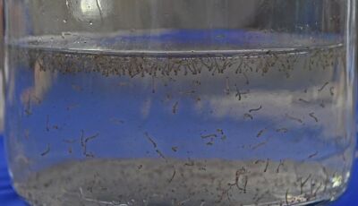 MS registra 8.319 casos confirmados de dengue