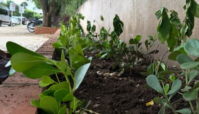 Prefeitura de Bonito agradece Carmem Xavier Saut por plantio de mudas