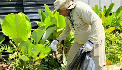 Estudo associa presença da Wolbachia à queda da dengue