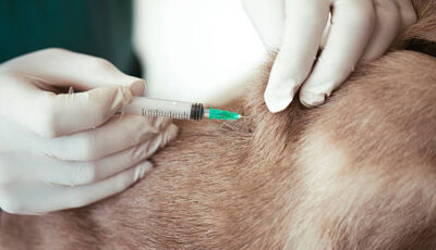 Bonito imuniza 7.597 animais e ultrapassa meta da Campanha Antirrábica