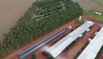Programa Frango Vida fortalece avicultura e estimula projeto de escola avícola em Mato Grosso do Sul