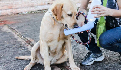 Síndica apanha com coleira de cachorro durante discussão em condomínio em MS