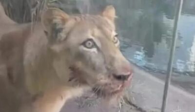 Leoa que matou jovem em zoológico não será sacrificada 