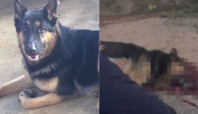 Bandido invade casa e mata a tiros cadela que tentava defender tutor  