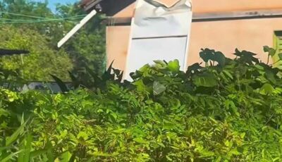 Prefeitura recebe 10 mil mudas nativas vindas do Itaipu Binacional