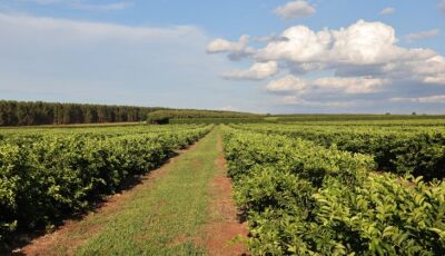 Nova fronteira agrícola: citricultura injeta R$ 2,4 bilhões e diversifica base produtiva em MS