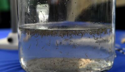 Boletim Epidemiológico: MS registra 14 casos confirmados de dengue