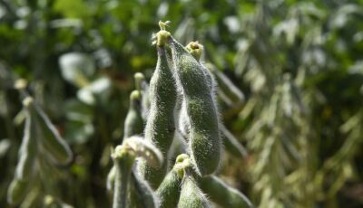 Iagro alerta: quase 1 milhão de hectares de soja ainda não foram cadastrados em MS 