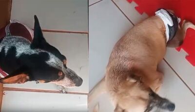 Campanha solidária pede doações de fraldas para cães paraplégicos