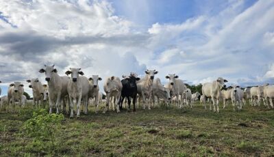 Recuperação de pastagens em MS avança com políticas públicas estruturantes, crédito e tecnologias