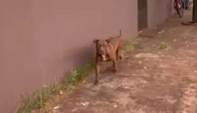 Médico é preso por soltar Pitbull em frente a escola e ameaçar PMs 