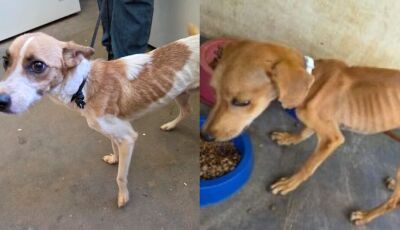 Homem é preso por maus-tratos a cães em MS