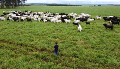 Com maior crescimento do país, agro de MS é fruto de incentivo, modernidade e sucesso 