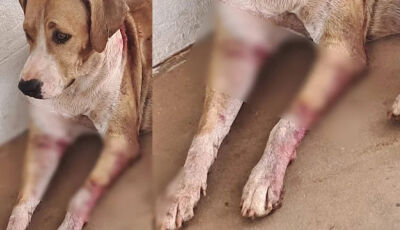 Cadela é encontrada com diversos cortes pelo corpo