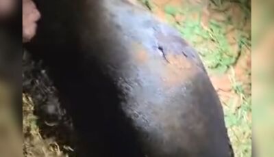 Cachorro é morto a facadas ao atacar homem em MS