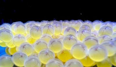 Bioparque alcança 100ª reprodução e se consolida como maior banco genético vivo de água doce 